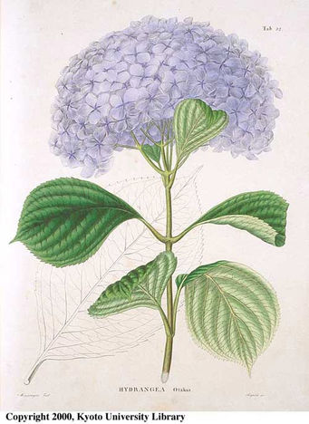 hortensie